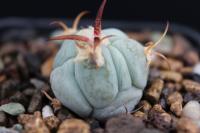 Echinocactus horizonthalonius SB 1882